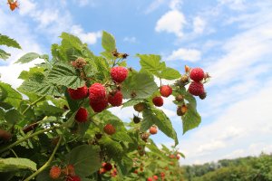 Floricane/Summer Bearing Red Raspberry Production